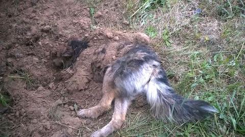 Zakopali psa żywcem. Rusza proces oprawców Barry&#039;ego