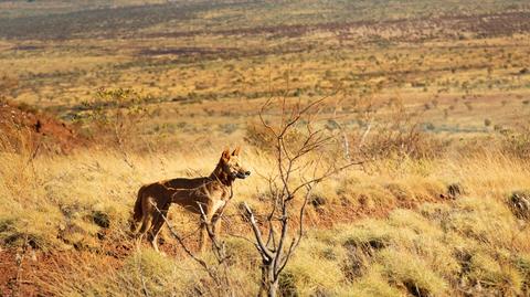 Dingo zaatakował dziecko w parku narodowym Karijini w Australii