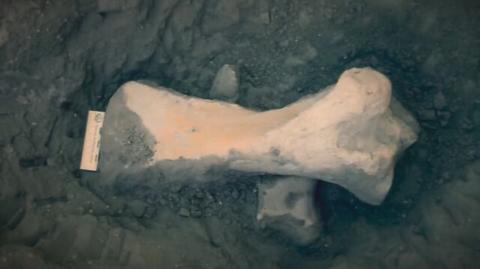 Niemal kompletny szkielet nosorożca znaleziony na budowie drogi S3