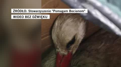 BOCIAN_2309