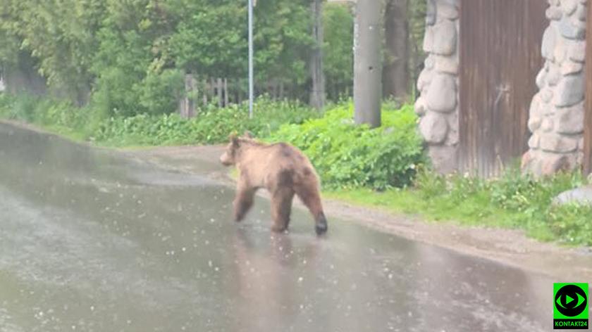 Niedźwiedź w centrum Zakopanego