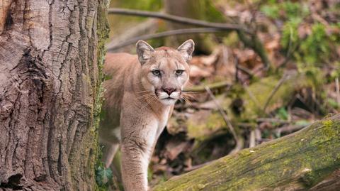 Puma wdarła się do szkoły w Kalifornii