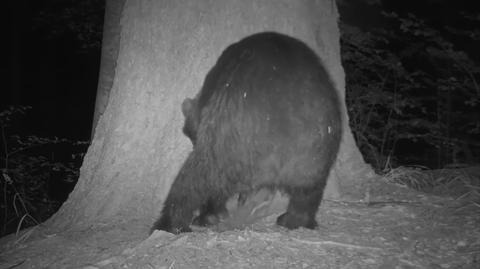 Fotopułapka nakryła niedźwiadka na kopaniu gawry