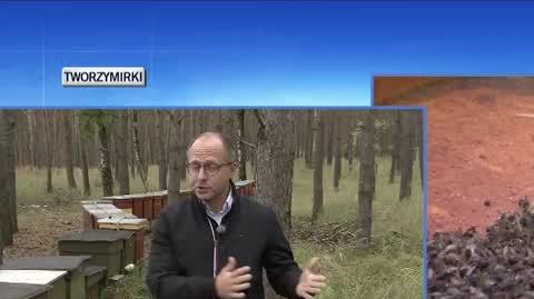 lajf pszczoly 2