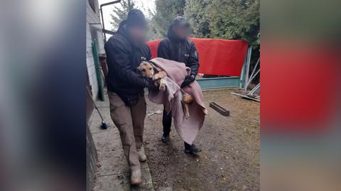 Wygłodzony pies na działce strażaka-ochotnika. Zwierzę było w stanie "wyniszczenia zagrażającego życiu" (materiał z 19.01.2023)