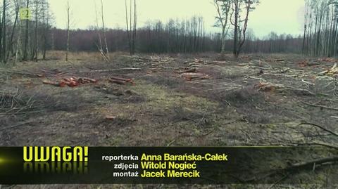 Wycięto tysiąc drzew z obszaru chronionego. Tłumaczą się nowymi przepisami