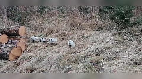 Gromadka warchlaków. Umaszczenie kilku z nich przypomina dalmatyńczyki