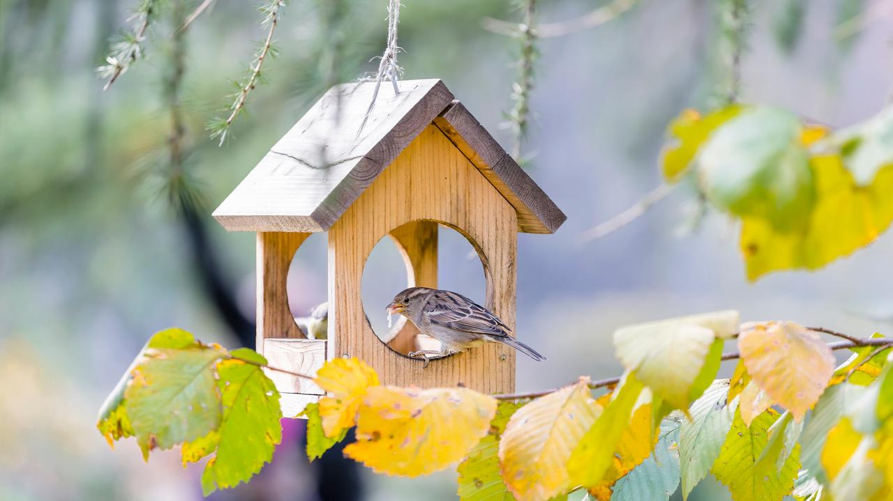 Jak dokarmiać ptaki? Rady ekspertów