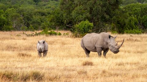 Niebezpieczne spotkanie z nosorożcem. Zaatakował samochód