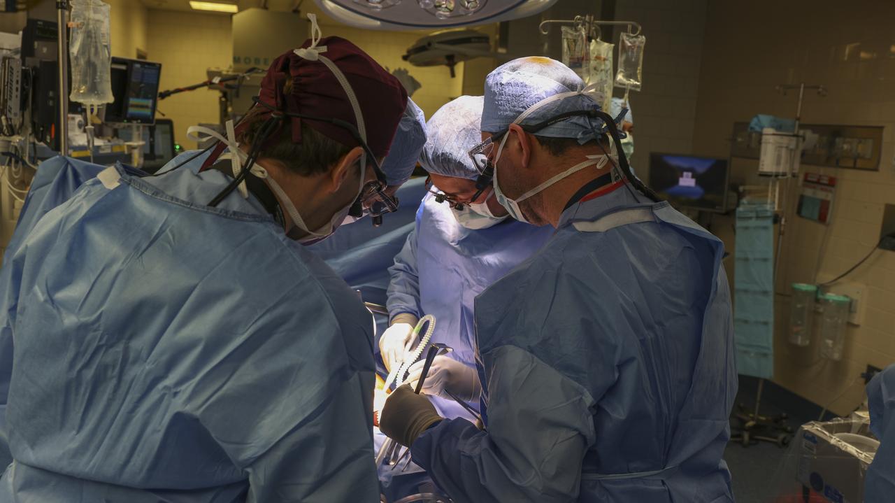 Stati Uniti d'America.  Il primo trapianto di rene di maiale su un paziente vivo è stato completato con successo