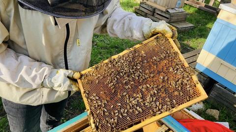 Stolica dba o pszczoły. 20 maja wypada ich święto