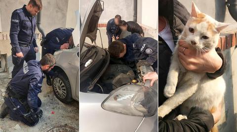 Policjanci pomogli kotu