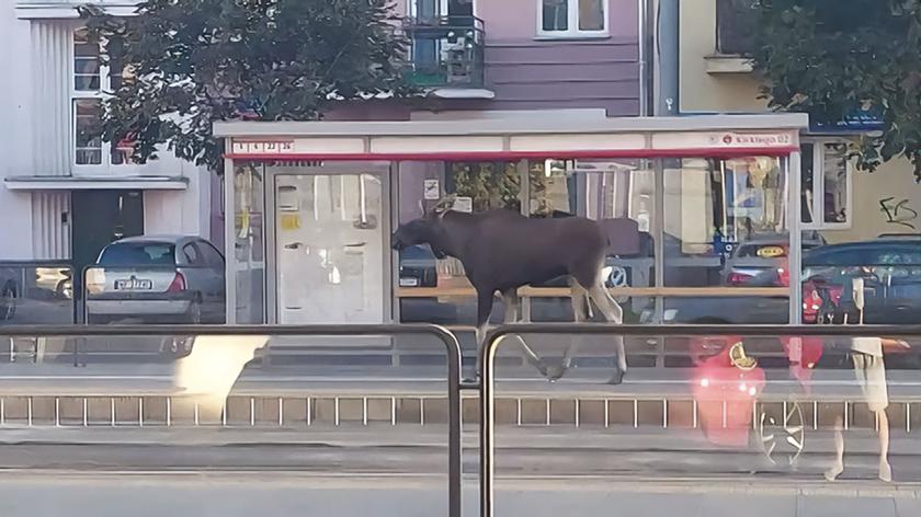 Łoś na przystanku tramwajowym na Grochowie 