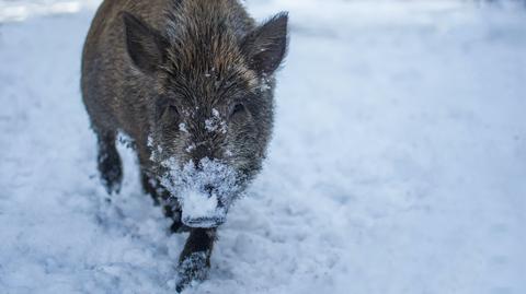 Dzik pojawił się na wrocławskich Maślicach. Tam zaatakował kobietę