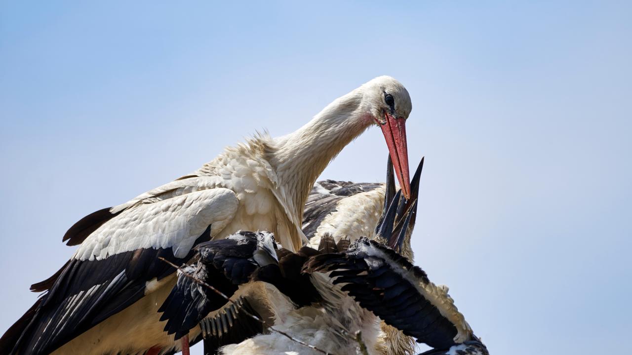 Bociany a konflikt na Bliskim Wschodzie. Jak wpływa na ich migrację
