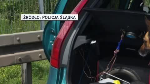 tamara slajdszoł
