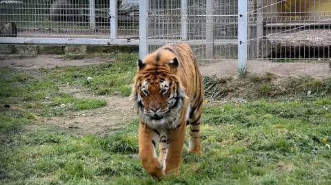 Poznań. Nowy wybieg dla uratowanych tygrysów