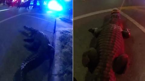 Trzymetrowy aligator błąkał się po ulicach miasta