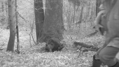 Atak niedźwiedzia w Bieszczadach. Ranny mężczyzna w szpitalu