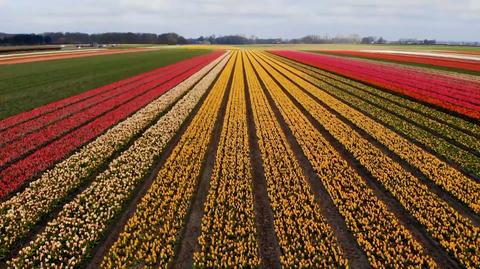 Tulipanowe pole na Żuławach