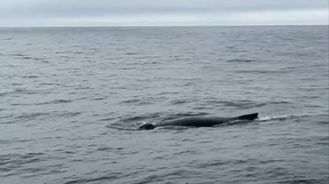 Wieloryb w Bałtyku, zaobserwowano go 70 kilometrów od Zatoki Gdańskiej