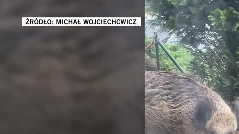 Michał Wojciechowicz