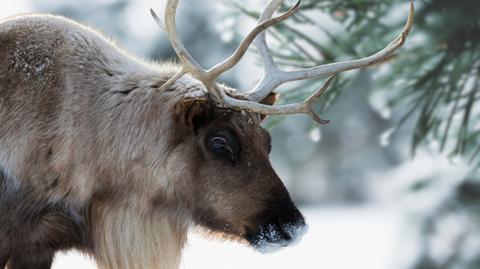 Wyścigi reniferów w Jokkmokk