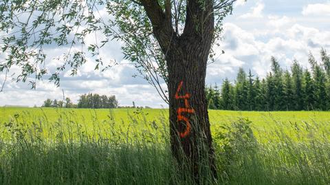 Gmina Giby. Na drzewach wzdłuż drogi powiatowej pojawiły się oznaczenia. Wójt studzi emocje (materiał z 13.07.2022)