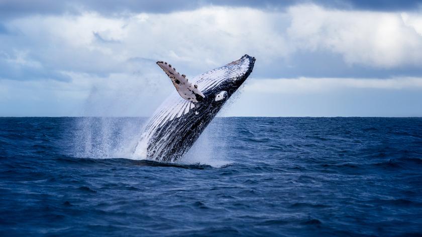 Wieloryby są ważną częścią ekosystemu morskiego