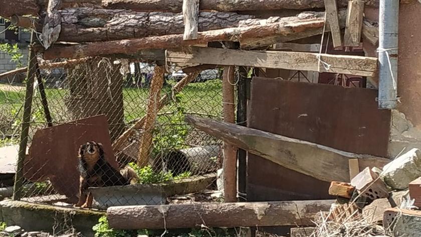 Właścicielowi psów grozi do trzech lat pozbawienia wolności 