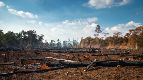 Raport HRW o "dramatycznej deforestacji Amazonii"