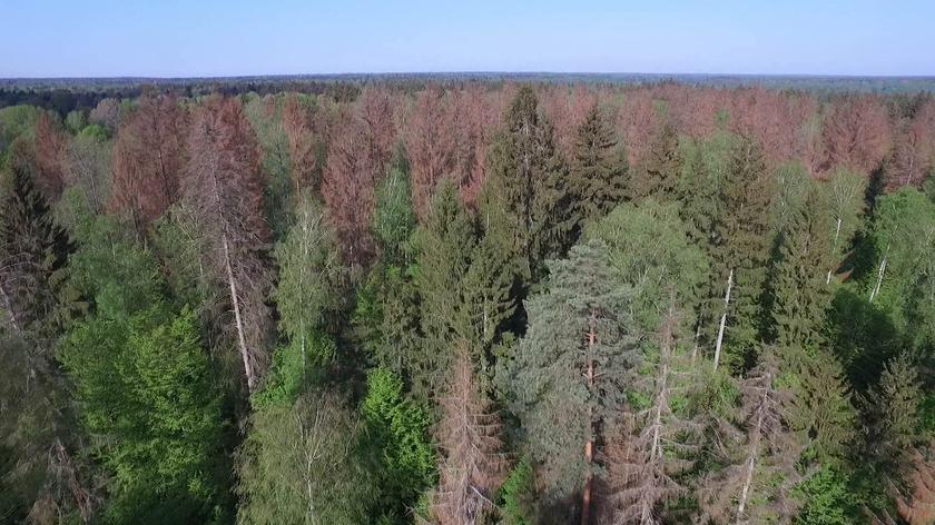 W 2019 roku Puszcza Białowieska mogła trafić na Listą Światowego Dziedzictwa w Zagrożeniu UNESCO (materiał achiwalny)
