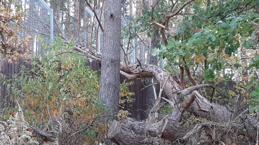 Poznań: Drzewo zniszczyło ogrodzenie wybiegu lwów. Zoo zamknięte po wichurze