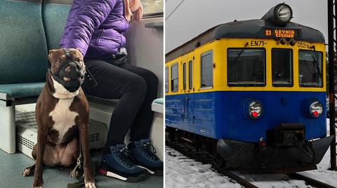 W Trójmieście psy będą mogły za darmo podróżować pociągami
