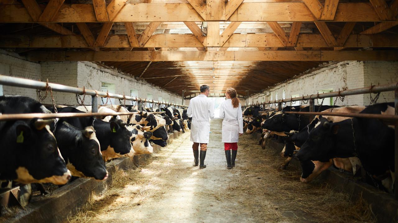 Weterynarze badający mięso bez wypłat — branży mięsnej grozi paraliż