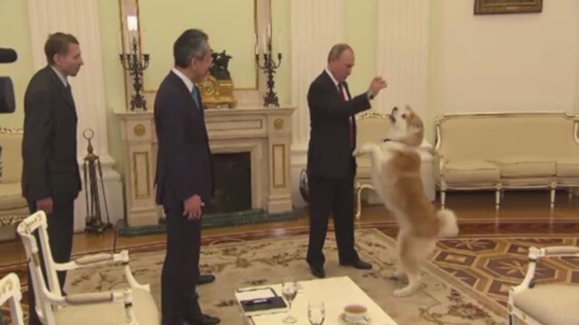 Psa rasy akita-inu Putin otrzymał od gubernatora północnej prefektury Japonii 