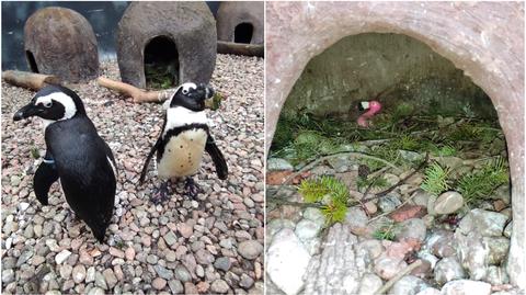 Jednopłciowa para pingwinów z wrocławskiego zoo