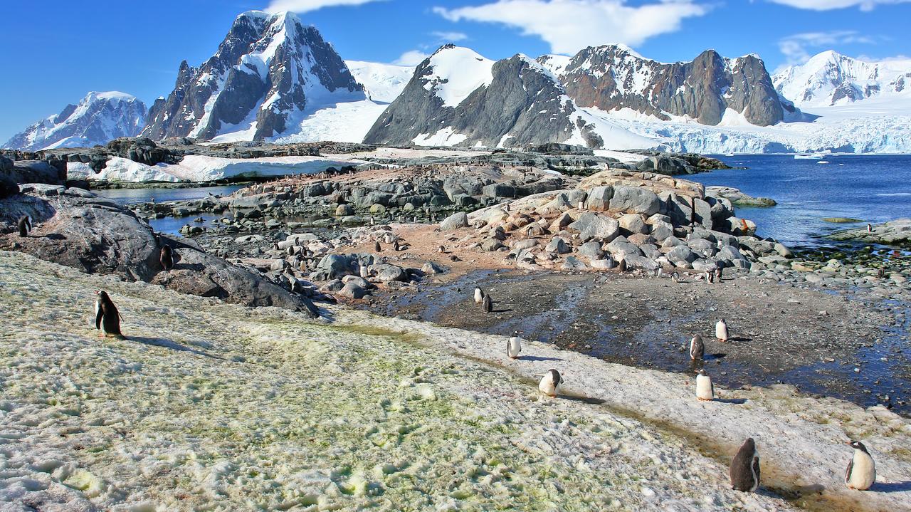 Poparzenie słoneczne zagraża zwierzętom i roślinom na Antarktydzie