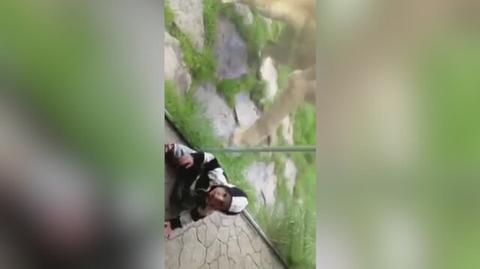 Lew w zoo zaatakował dziecko