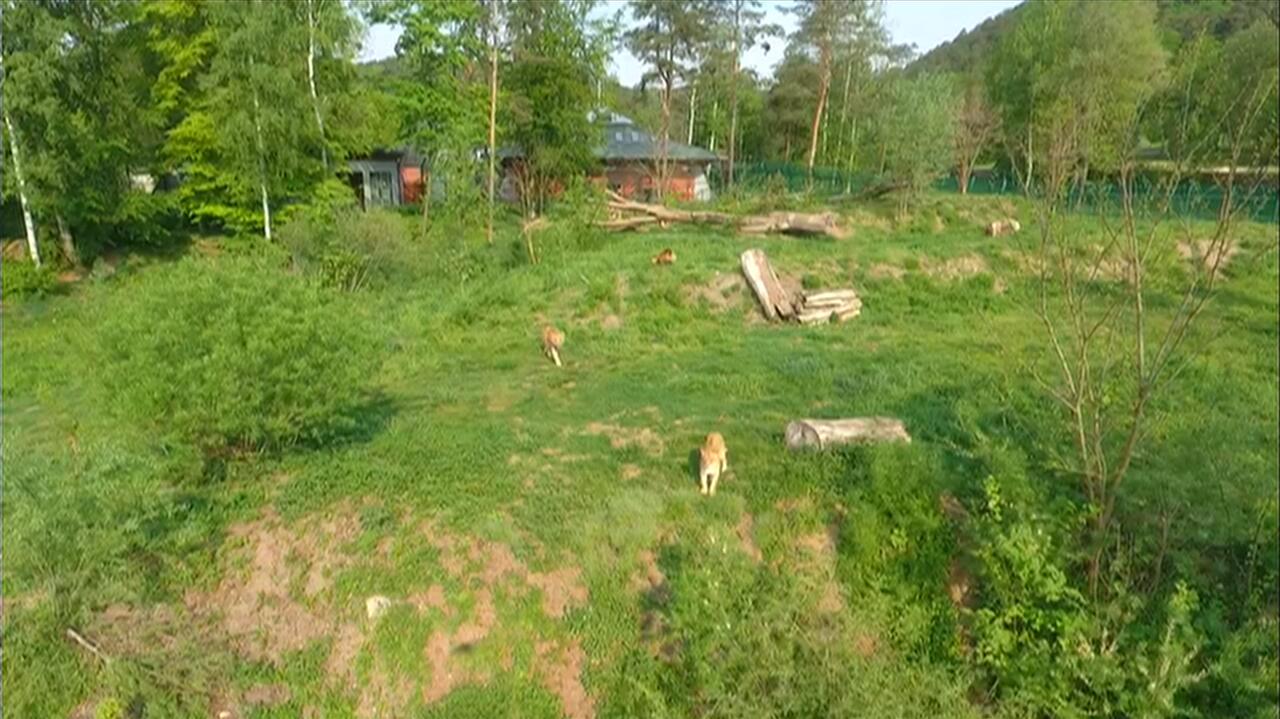 Pracownica zoo miała być molestowana w pracy. Prokuratura prowadzi śledztwo