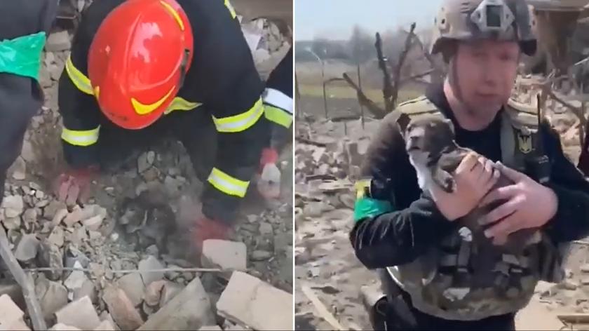 Ukraińscy ratownicy wydobyli spod gruzów szczeniaka