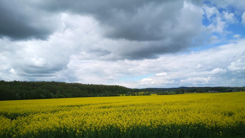 Rolnik dokonał oprysku pola w Modliszowie. Zginęło 7,5 mln pszczół