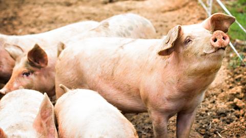 Senat poparł specustawą w sprawie afrykańskiego pomoru świń