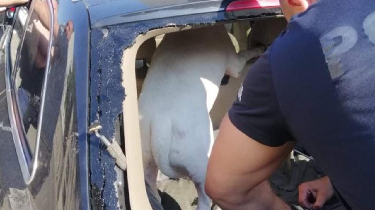 Samochód stał w pełnym słońcu, w środku szczekał pies. Policjanci wybili szybę