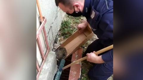 Policjanci pomogli jeżowi, który utknął w pułapce