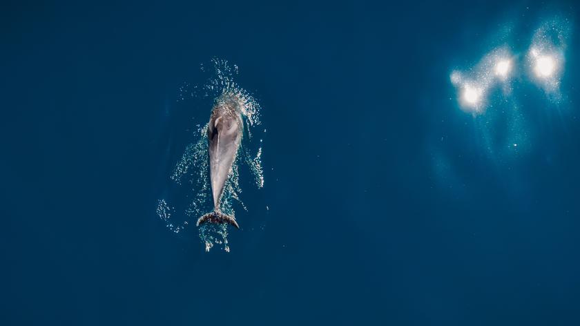 Delfin zaplątał się w sieć rybacką. Pomógł policjant