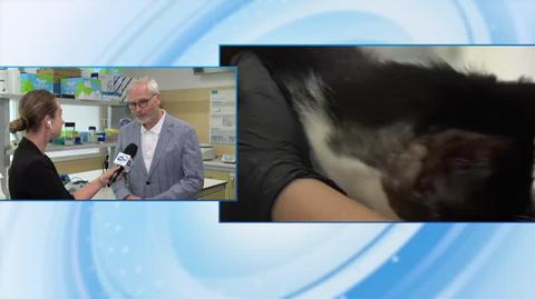 Ptasia grypa u kotów. Prof. Krzysztof Rypuła radzi jak zapobiegać zakażeniu