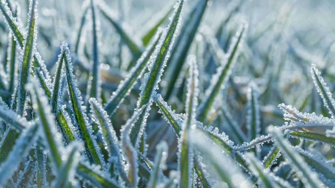 Ostrzeżenia IMGW Zimni ogrodnicy i zimna Zośka Przymrozki w Polsce TVN Meteo