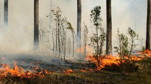 "Grill, ognisko w środku lasu, to zdecydowanie zły pomysł"