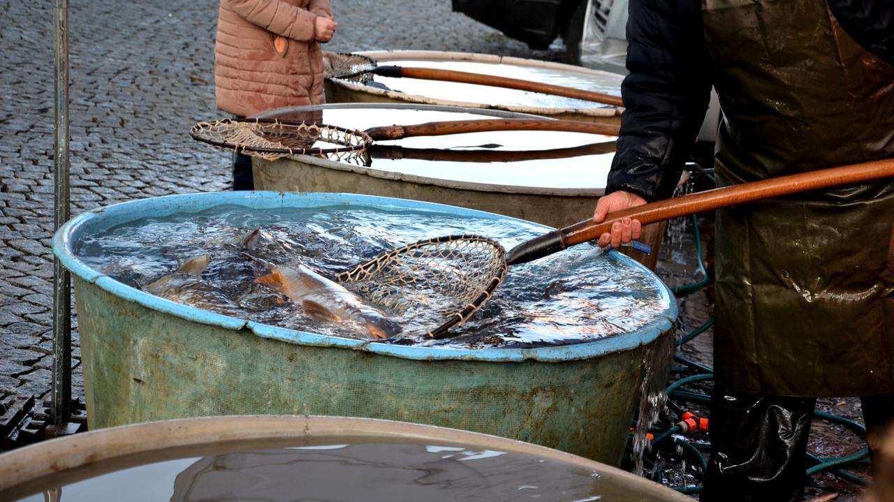 Ta "dobra praktyka" to cierpienie karpi. Stołeczni urzędnicy usuwają zalecenia. "Przykro nam"